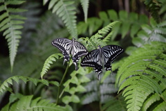 Papilio xuthus