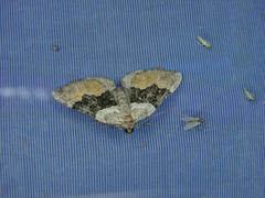 Xanthorhoe quadrifasiata