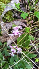 Lespedeza procumbens
