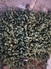 Tidestromia suffruticosa