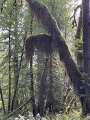 Pseudisothecium stoloniferum