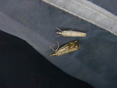 Catoptria falsella