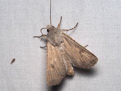 Agrotis vetusta