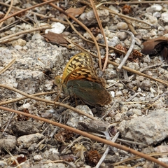 Argynnis pandora
