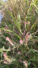 Odontites vulgaris