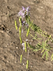 Polanisia dodecandra