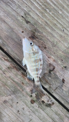 Orthopristis chrysoptera