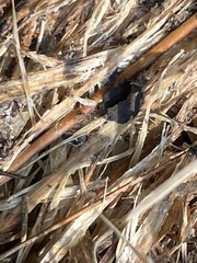 Reticulitermes flavipes