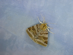 Euclidia glyphica