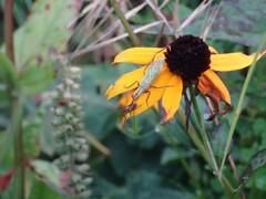 Oecanthus nigricornis