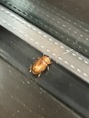 Cyclocephala