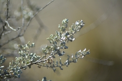 Atriplex undulata