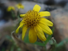 Arnica latifolia