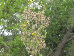 Sonchus palustris