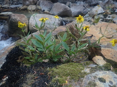Arnica latifolia