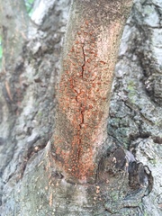 Nectria cinnabarina