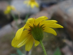 Arnica latifolia
