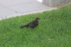 Turdus merula merula