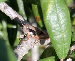 Melanoplus rotundipennis