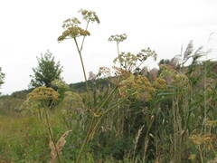Ostericum palustre