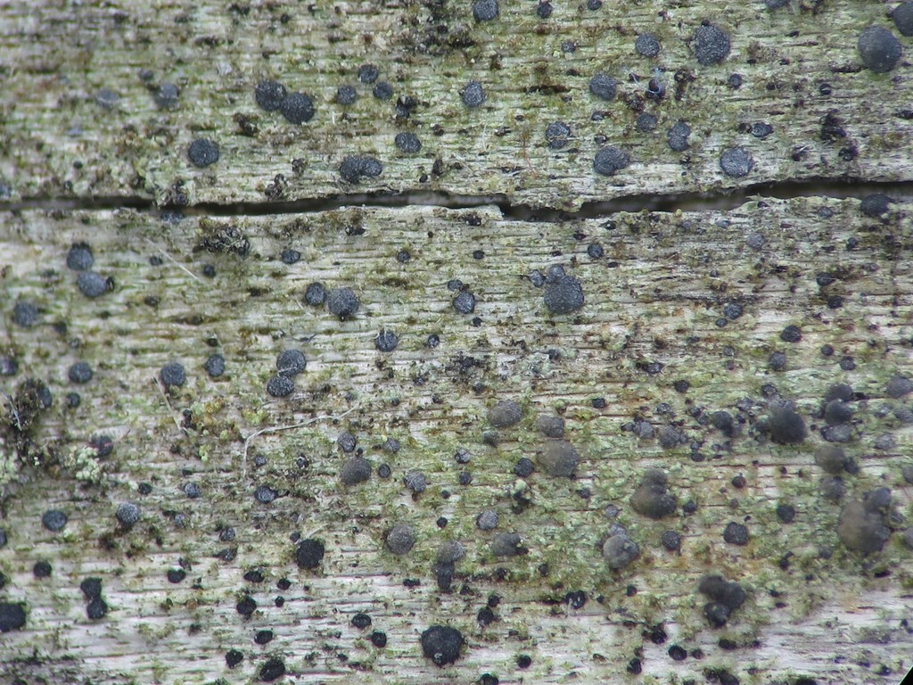 Lecidea turgidula