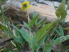 Arnica latifolia