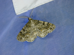 Deileptenia ribeata