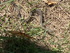 Thamnophis sirtalis pallidulus