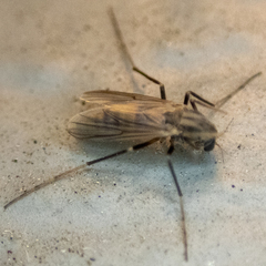 Chironomidae