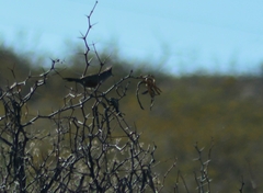 Rhinocrypta lanceolata