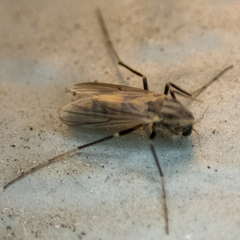 Chironomidae