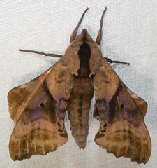 Paonias excaecata