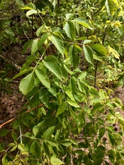 Acer negundo