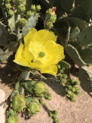 Opuntia engelmannii
