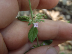 Hedeoma dentata