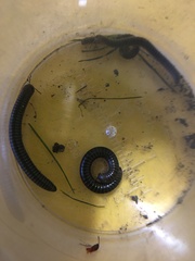 Ommatoiulus sabulosus