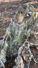 Usnea hirta