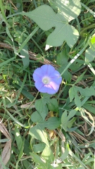 Ipomoea hederacea