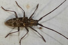 Monochamus carolinensis