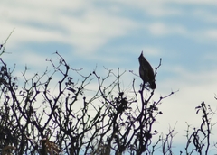 Rhinocrypta lanceolata