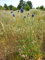 Echinops