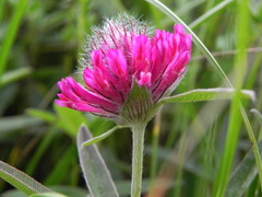 Trifolium alpestre