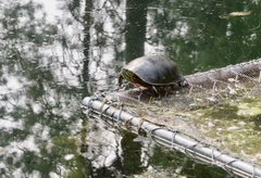 Chrysemys picta bellii