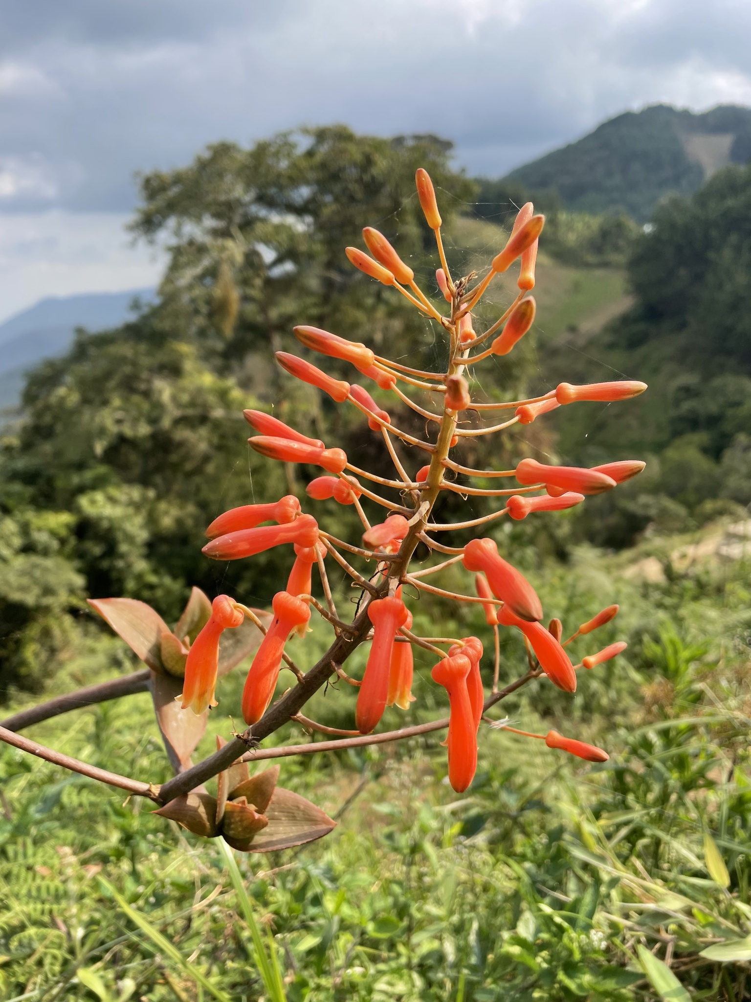 Aloe lateritia