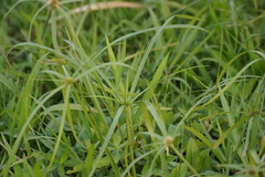 Cyperus brevifolius