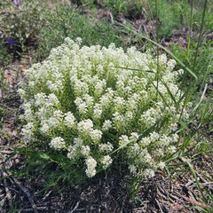 Lepidium alyssoides
