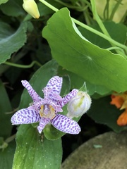 Tricyrtis hirta