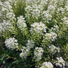 Lepidium alyssoides