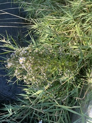 Symphyotrichum