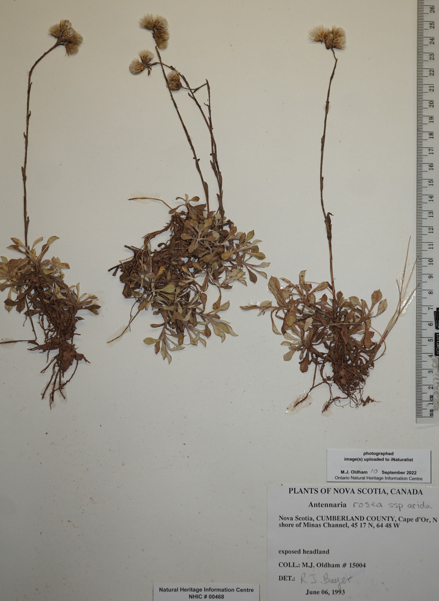 Antennaria rosea ssp. arida